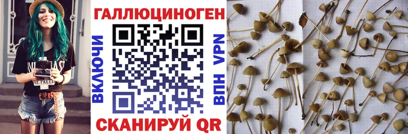 KRAKEN ССЫЛКА Краснообск Псилоцибиновые грибы Magic Shrooms